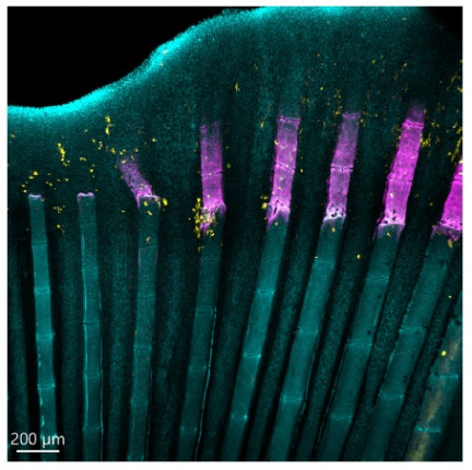 Zebrafish