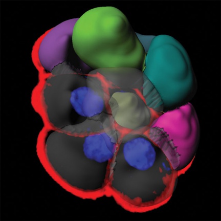 Imaris modul Cell