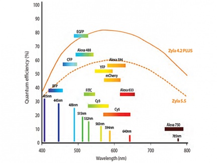 ZL41 Cell