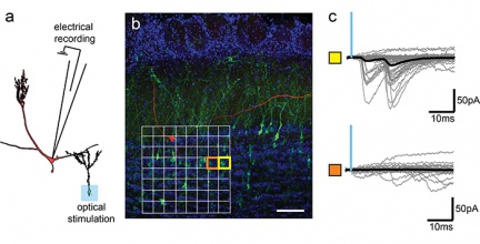 Obrázek 1.: Mapování synaptického propojení mezi buňkami čichového bulbu.